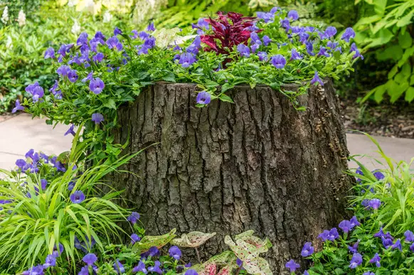 tree stump garden