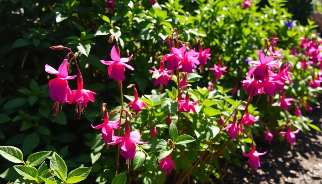 Fuchsia Light Exposure