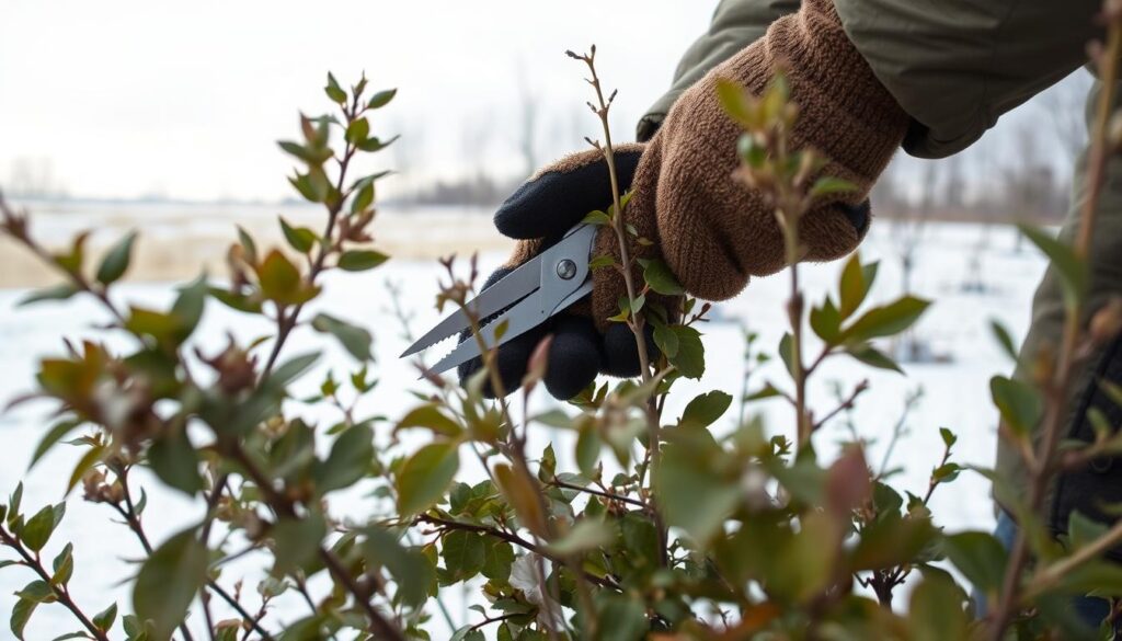 trimming plants in cold weather