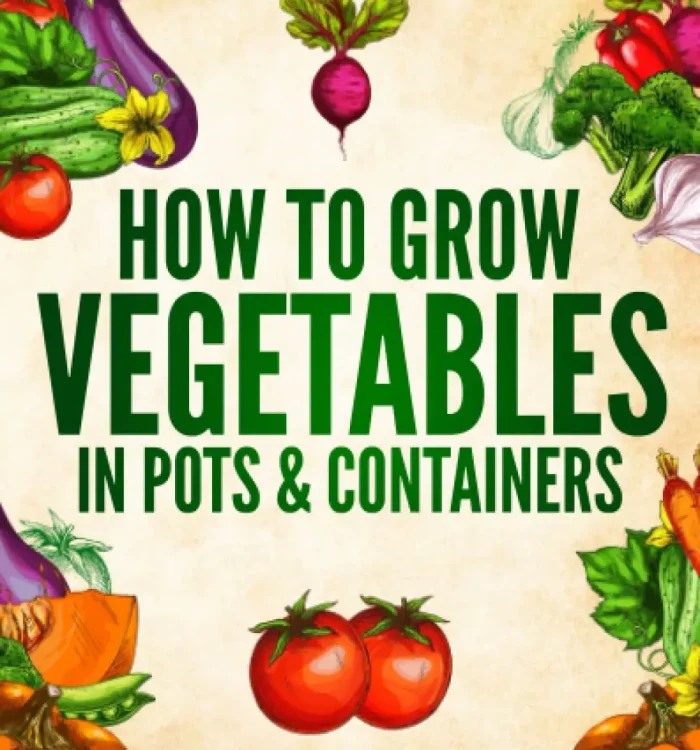 How to Grow Vegetables in Pots and Containers