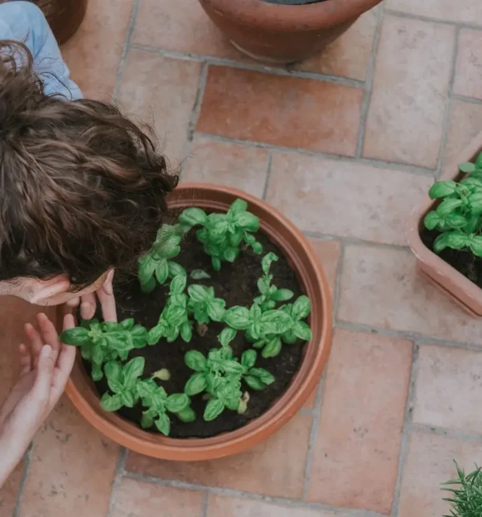 Culinary Delights: How to Grow a Chef’s Herb Garden
