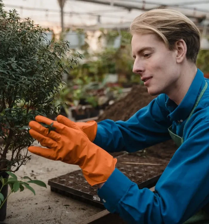 Pruning and Harvesting: Best Practices for a Healthy Herb Garden