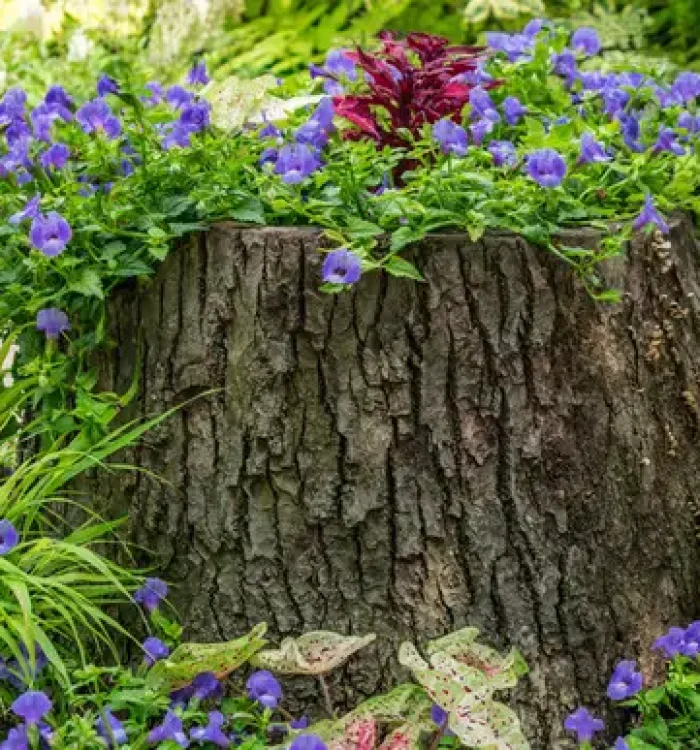 Tree Stump Gardening: Creative DIY Garden Ideas